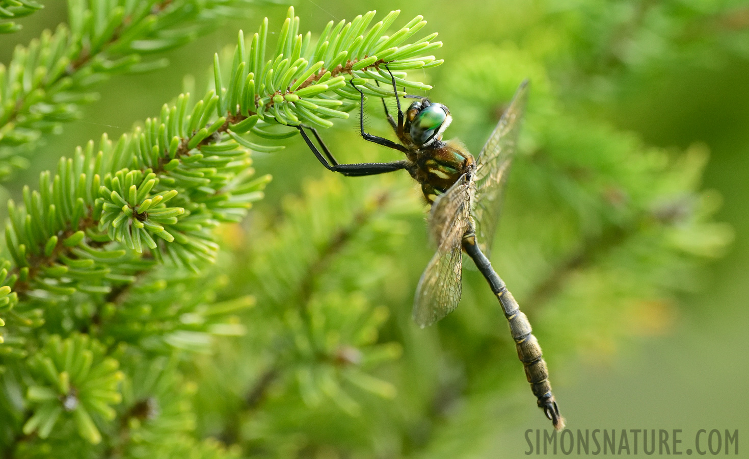 Somatochlora cingulata [400 mm, 1/640 Sek. bei f / 8.0, ISO 1600]